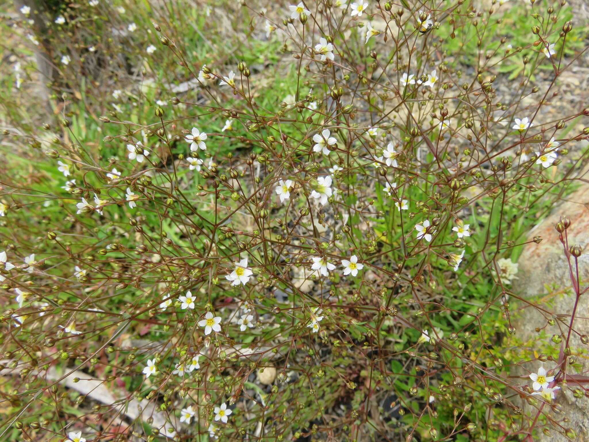 Image of purging flax, fairy flax