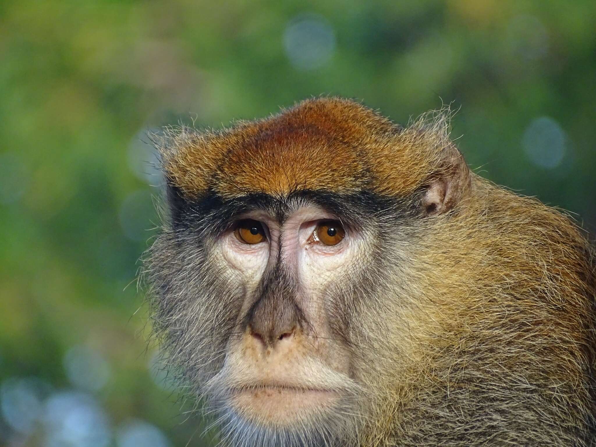 Image of Patas Monkey