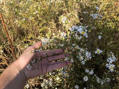 Image of <i>Symphyotrichum <i>pilosum</i></i> var. pilosum