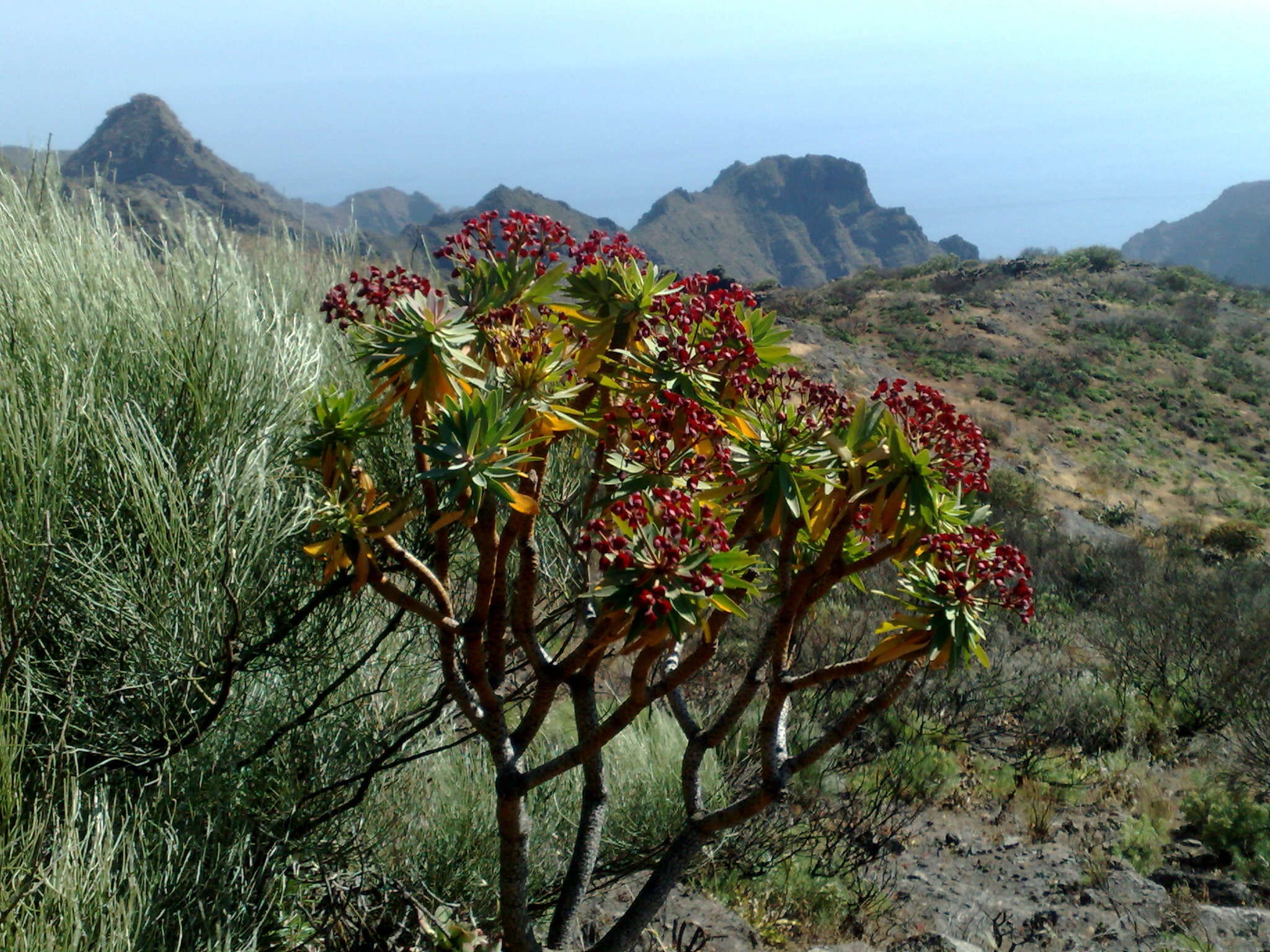 Euphorbia atropurpurea Brouss. ex Willd. resmi