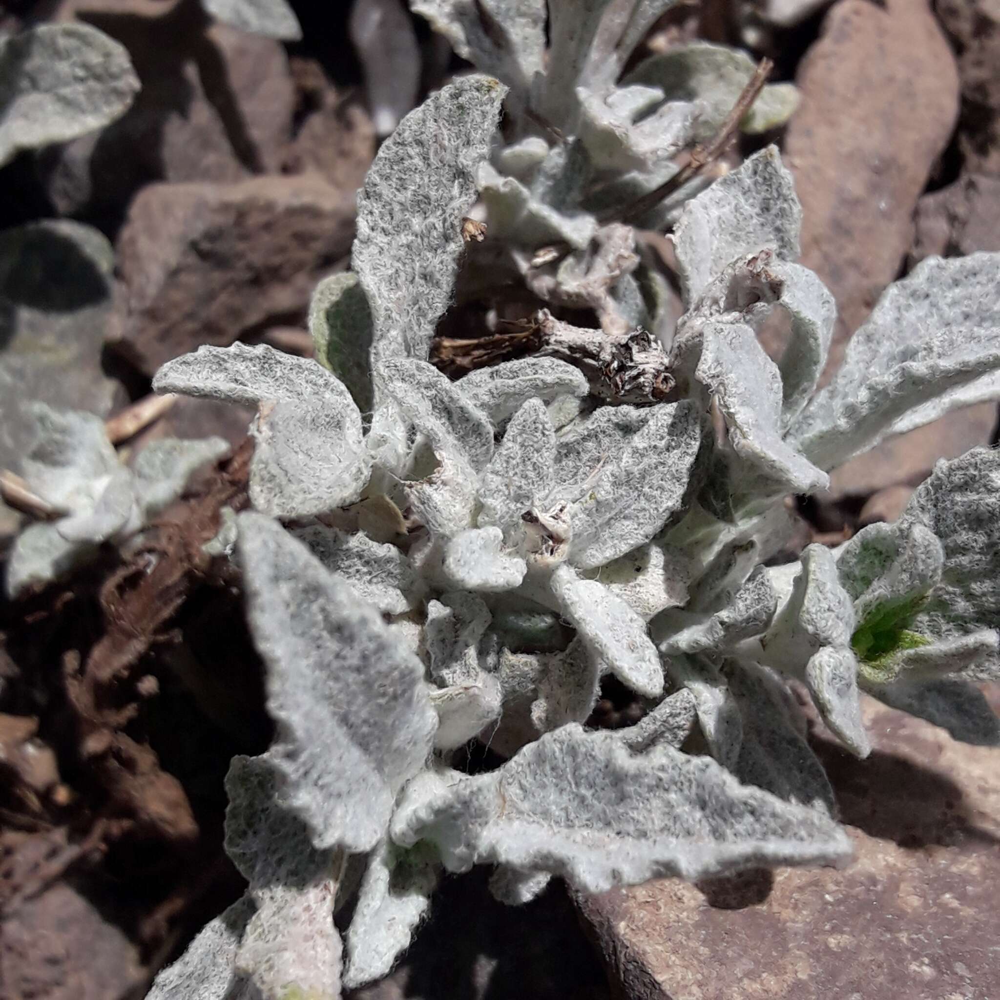 Image of Cobweb Slipper-wort