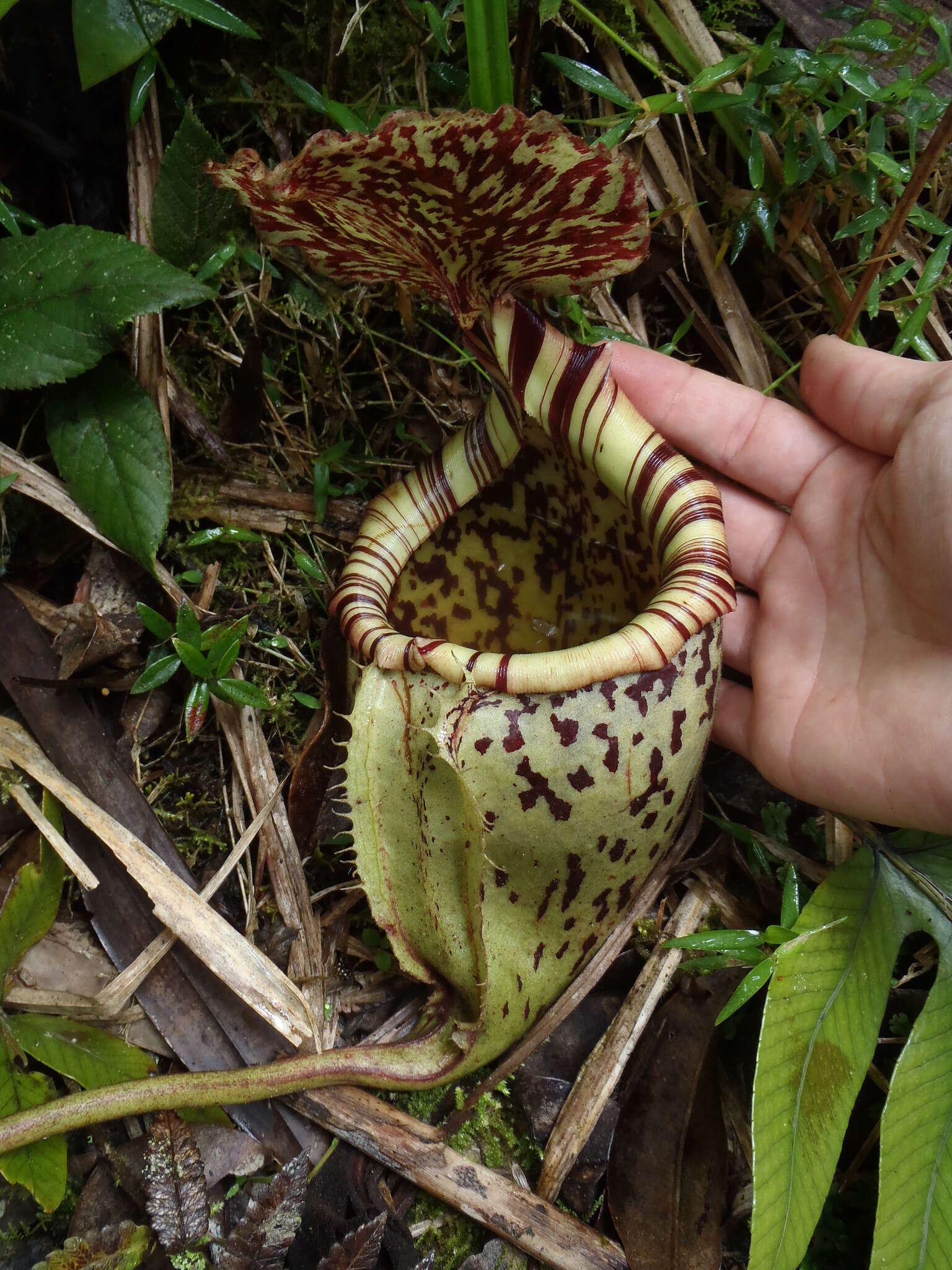 Слика од Nepenthes burbidgeae Hook. fil. ex Burb.