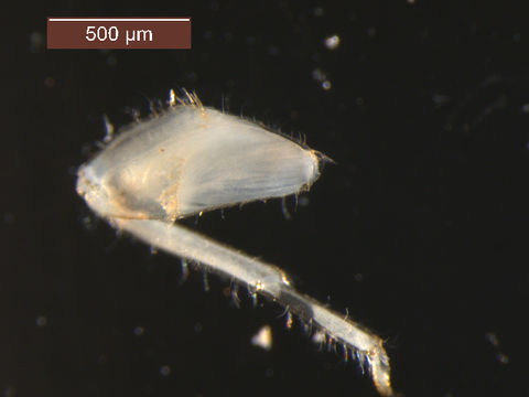 Image of <i>Vacupernius packeri</i> (Allen 1967)