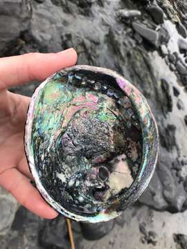 Image of Black Abalone