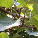 Image of Croton lindquistii V. W. Steinm.