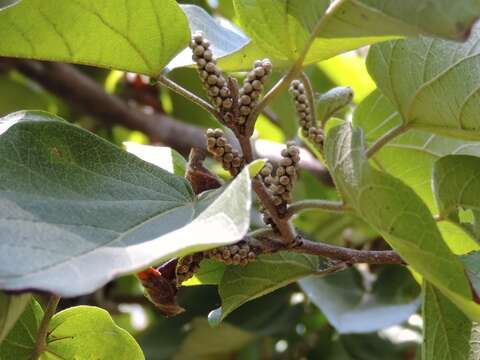 Image of Croton lindquistii V. W. Steinm.