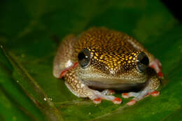 Image of Dotted Reed Frog