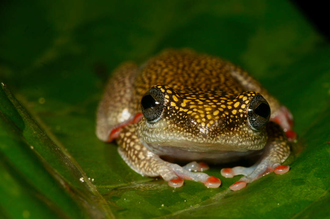 Image of Dotted Reed Frog