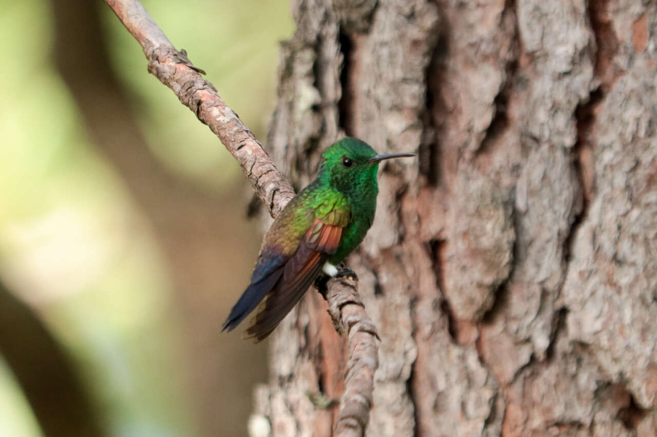 Image of Blue-tailed Hummingbird