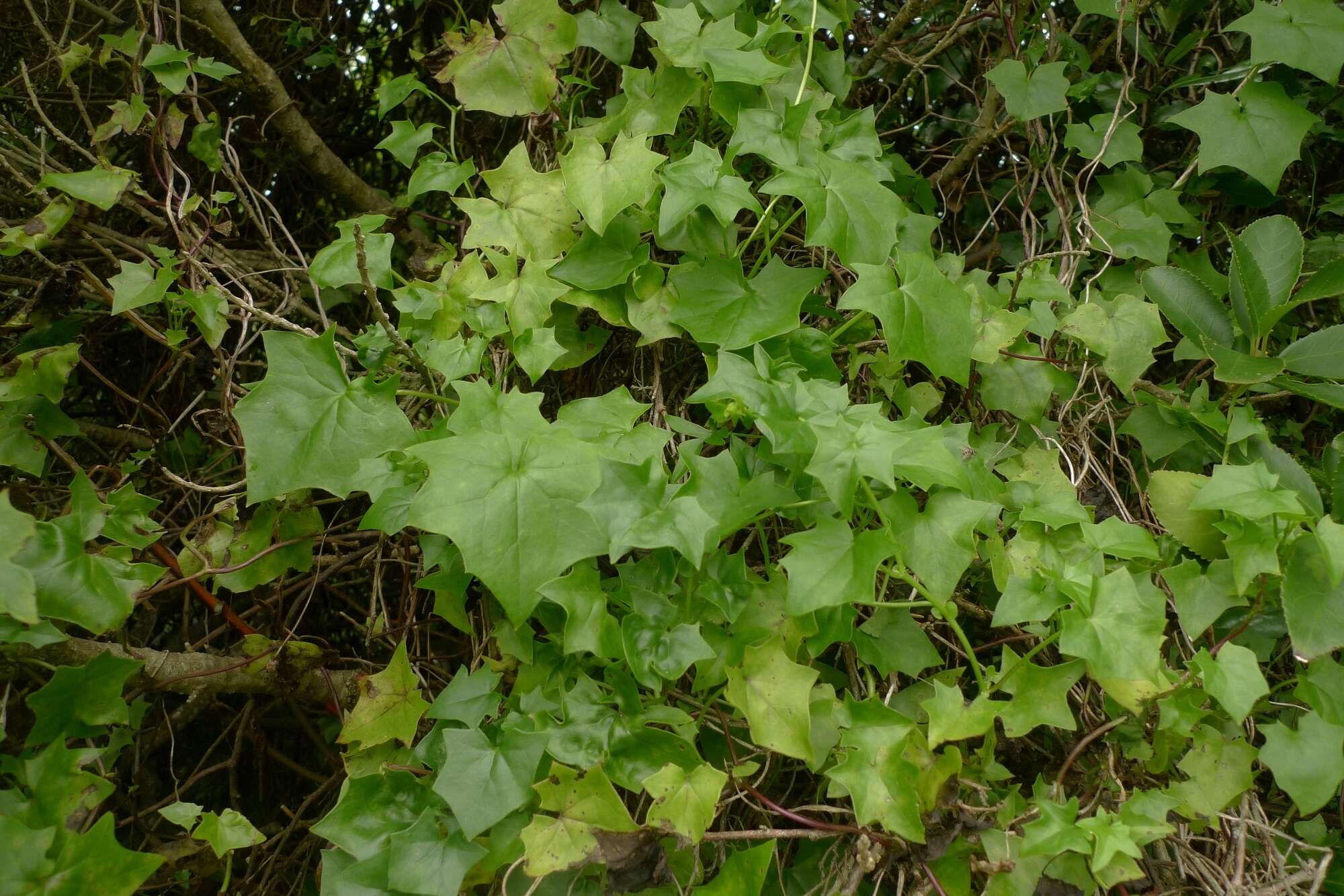 Image of Cape-ivy