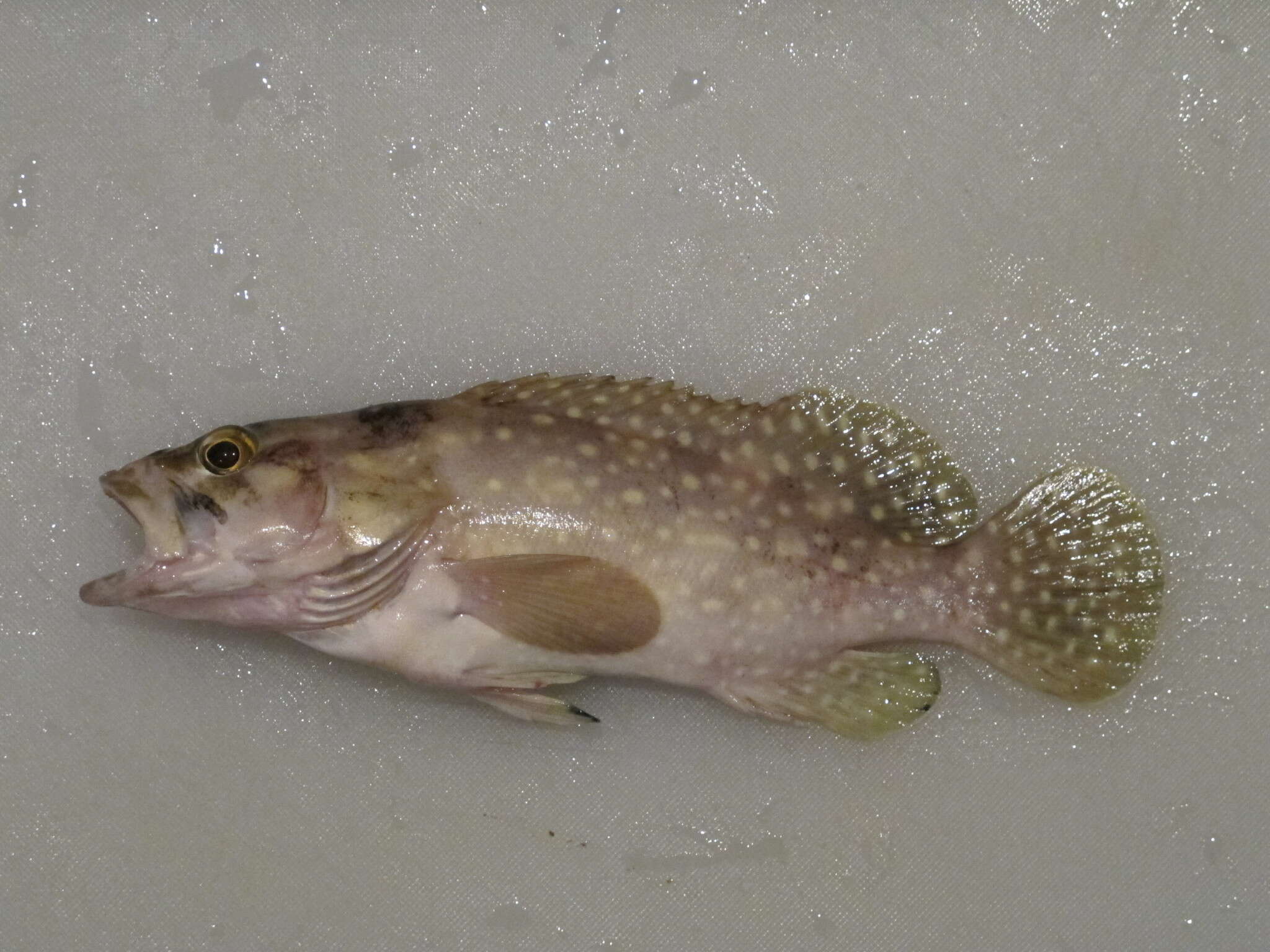 Image of Edgeblack Grouper