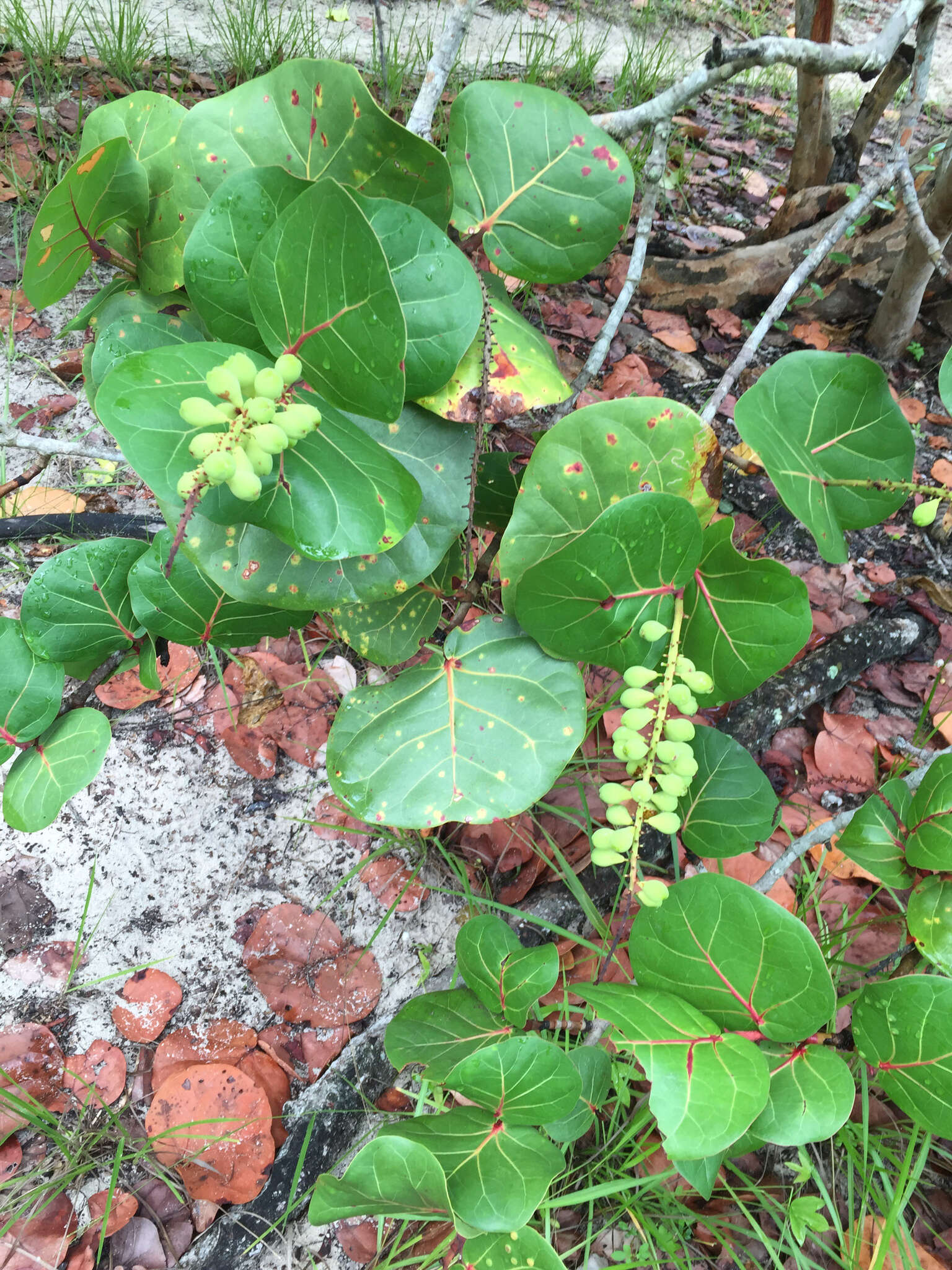 Coccoloba uvifera (L.) L. resmi