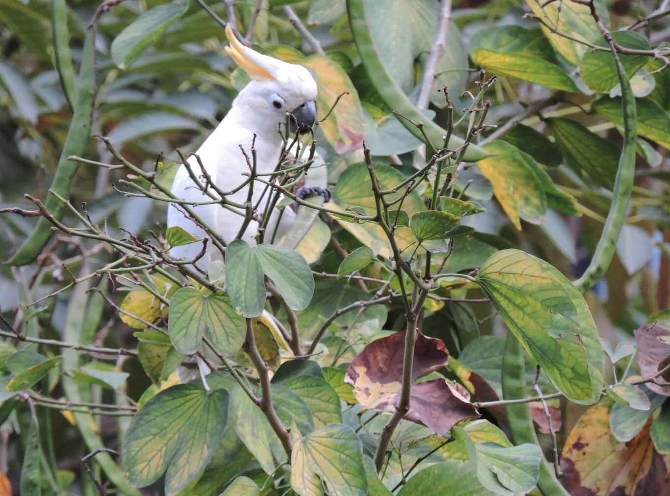 Image of Lesser Sulphur-crested Cockatoo