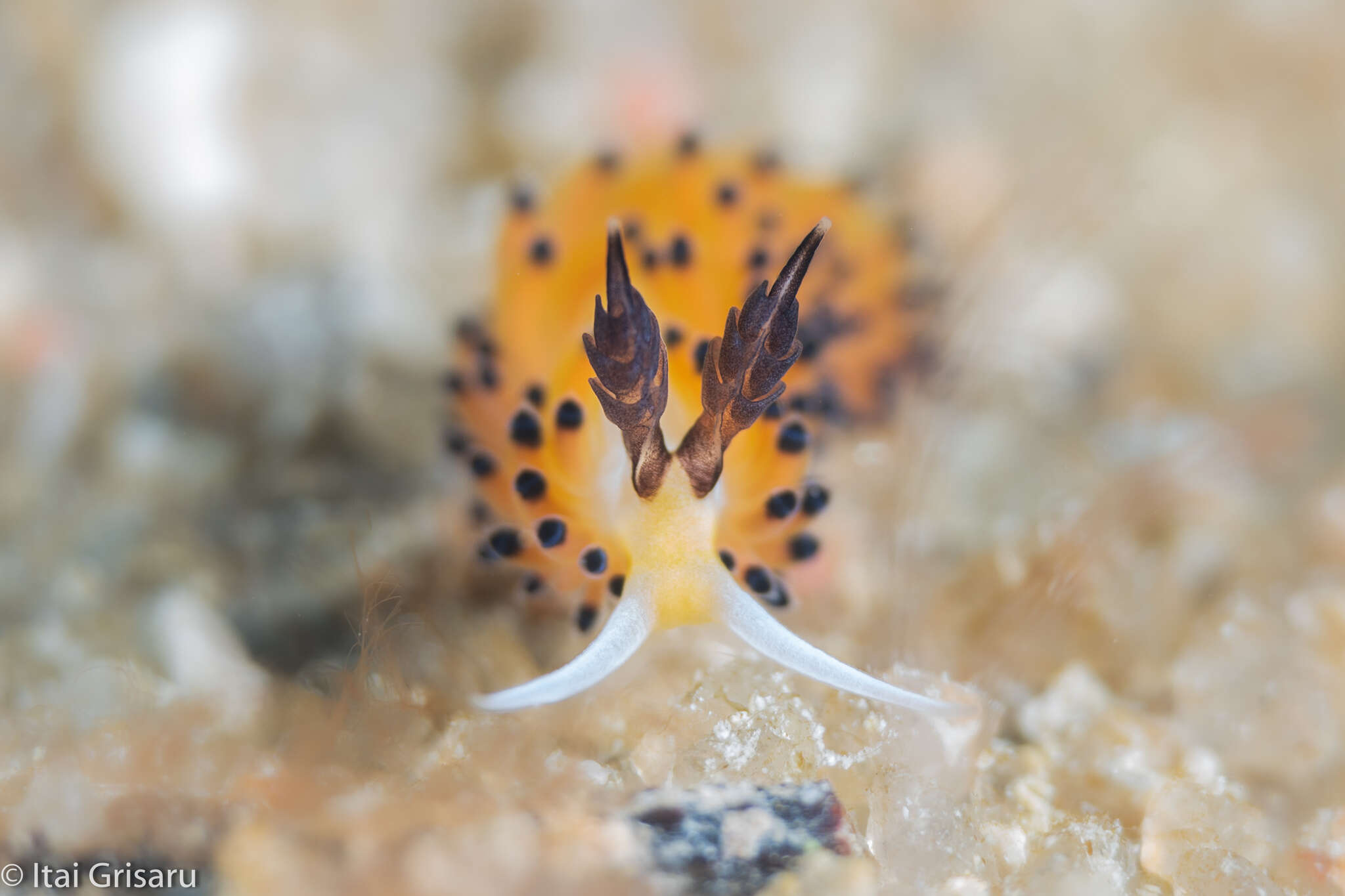 Image of Blacktip orange cerrata slug