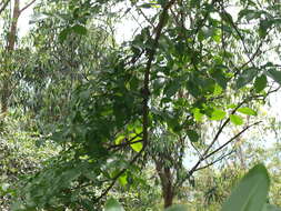 Image of Bar-crested Antshrike