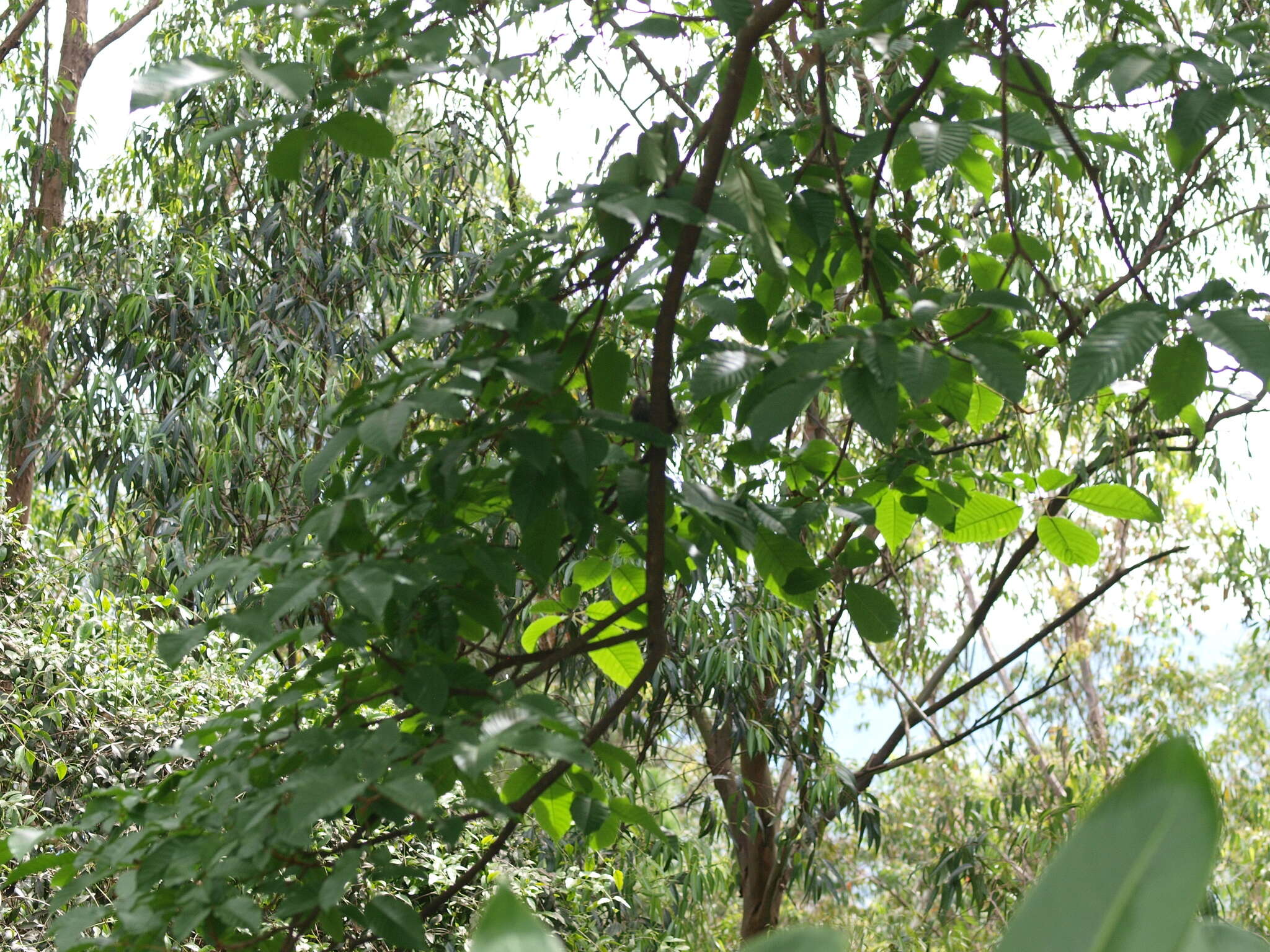 Image of Bar-crested Antshrike