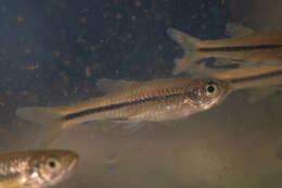 Image of Chinese rasbora