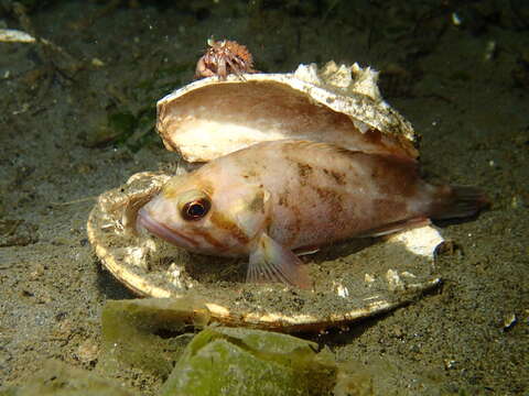 Image of Brown rockfish