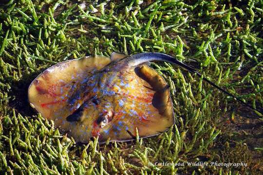 Image of Blue Stingray