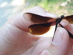 Image of Calopteryx haemorrhoidalis occasi Capra 1945