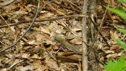 Image of Six-lined Racerunner