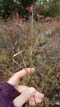 Imagem de Scirpus hattorianus Makino