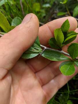 Image of Cockspur Hawthorn