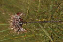 Image of Protea baumii subsp. baumii