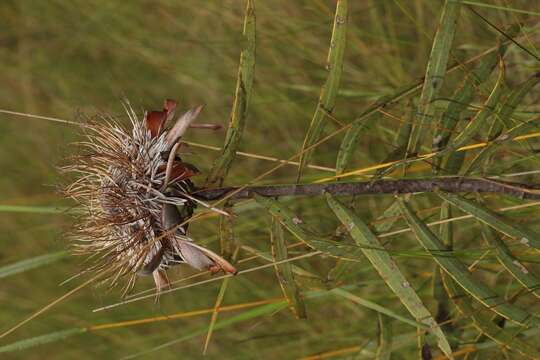 Image of Protea baumii subsp. baumii