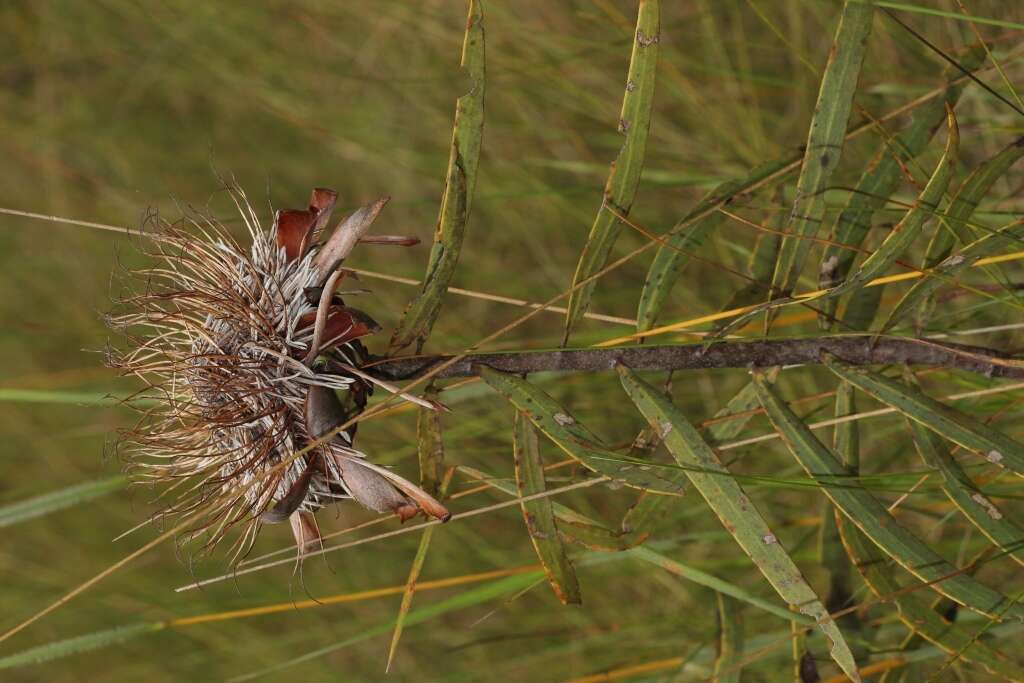 Image of Protea baumii subsp. baumii