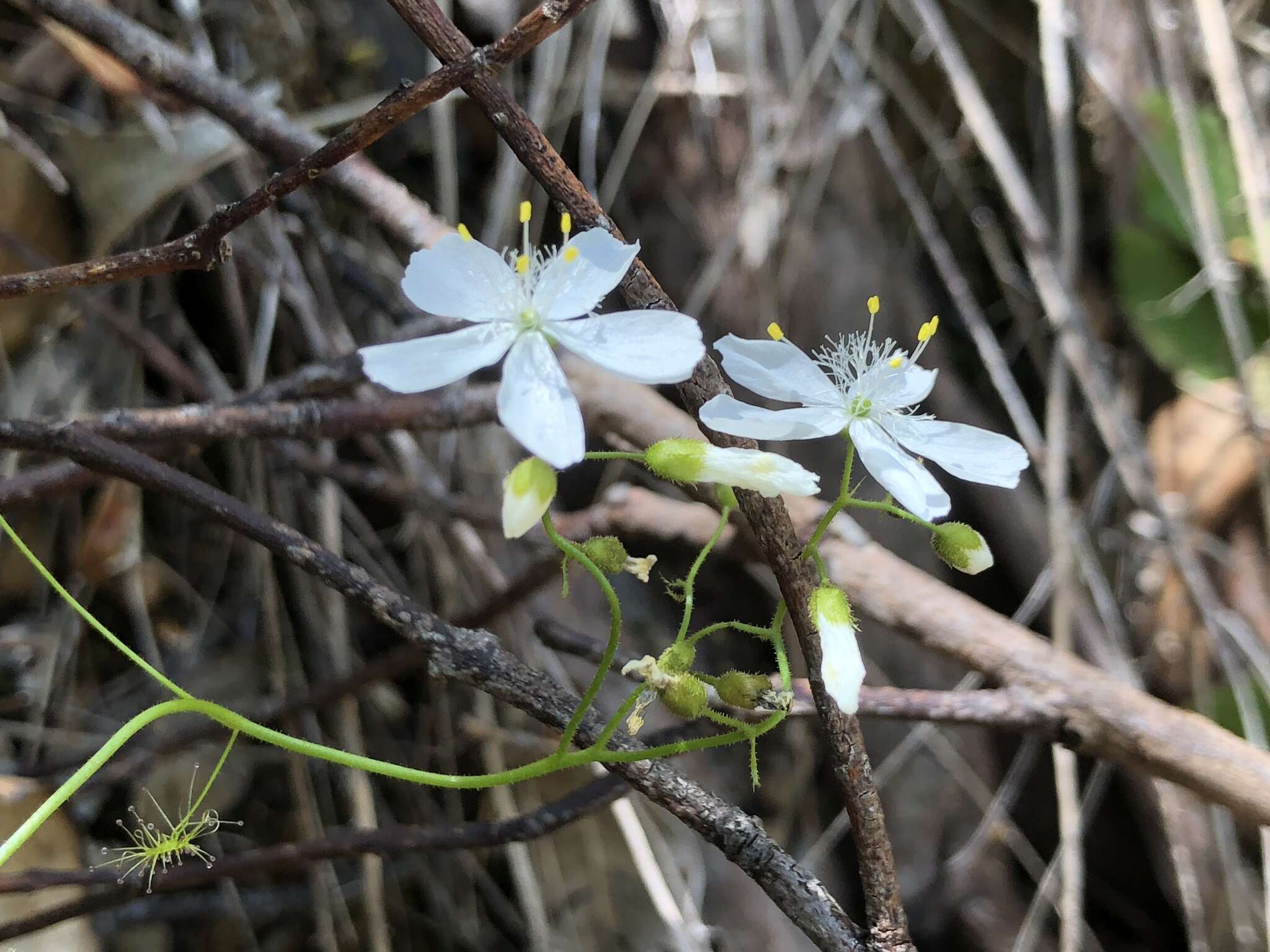 Image of Drosera modesta Diels