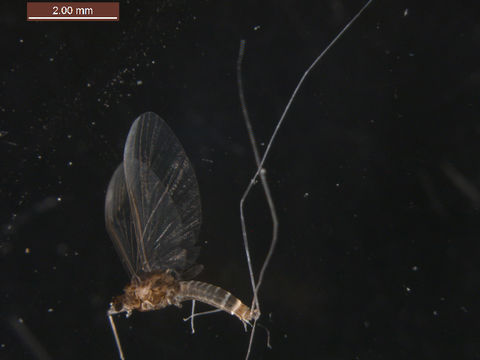 Image of <i>Vacupernius packeri</i> (Allen 1967)