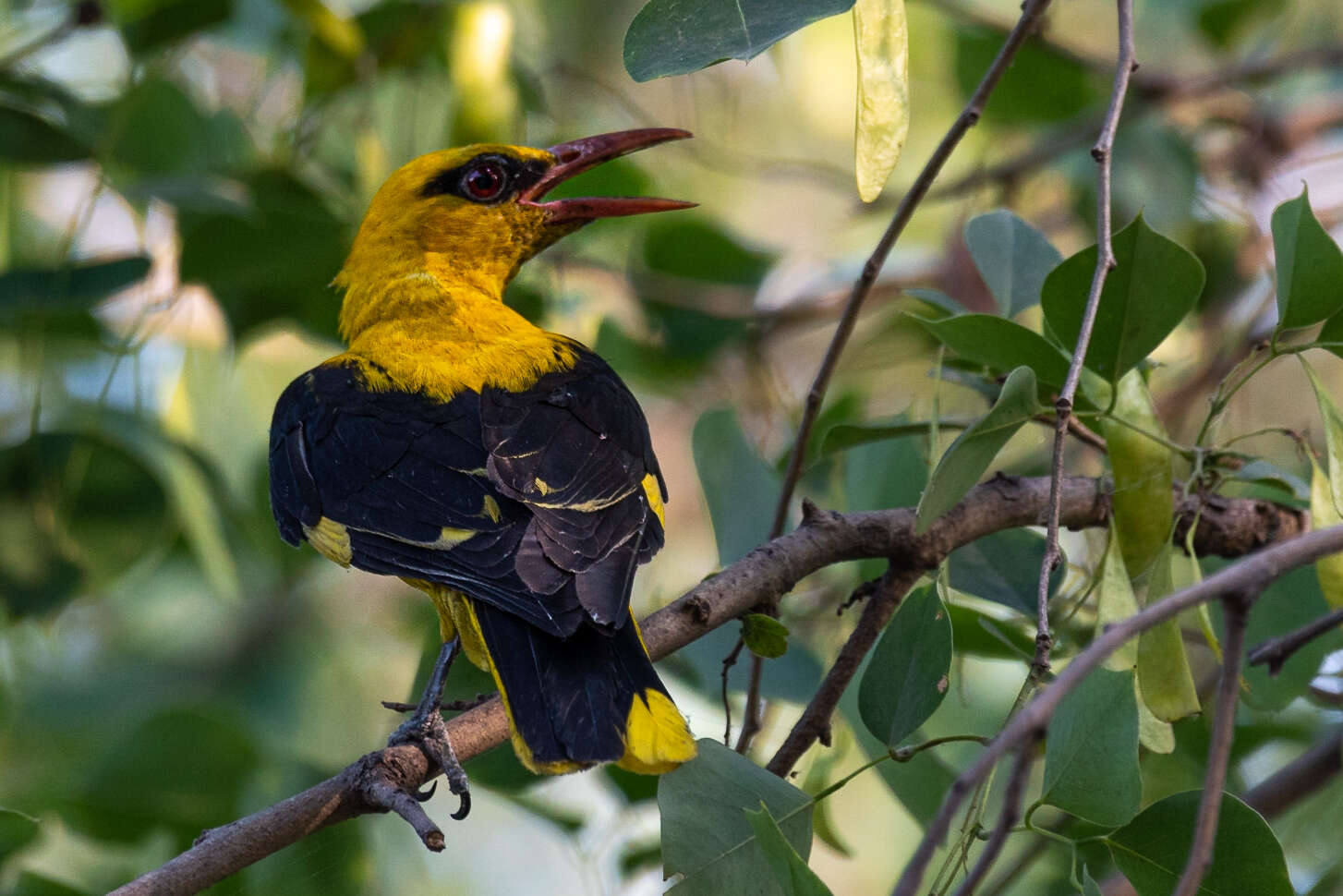 Image of Indian Golden Oriole