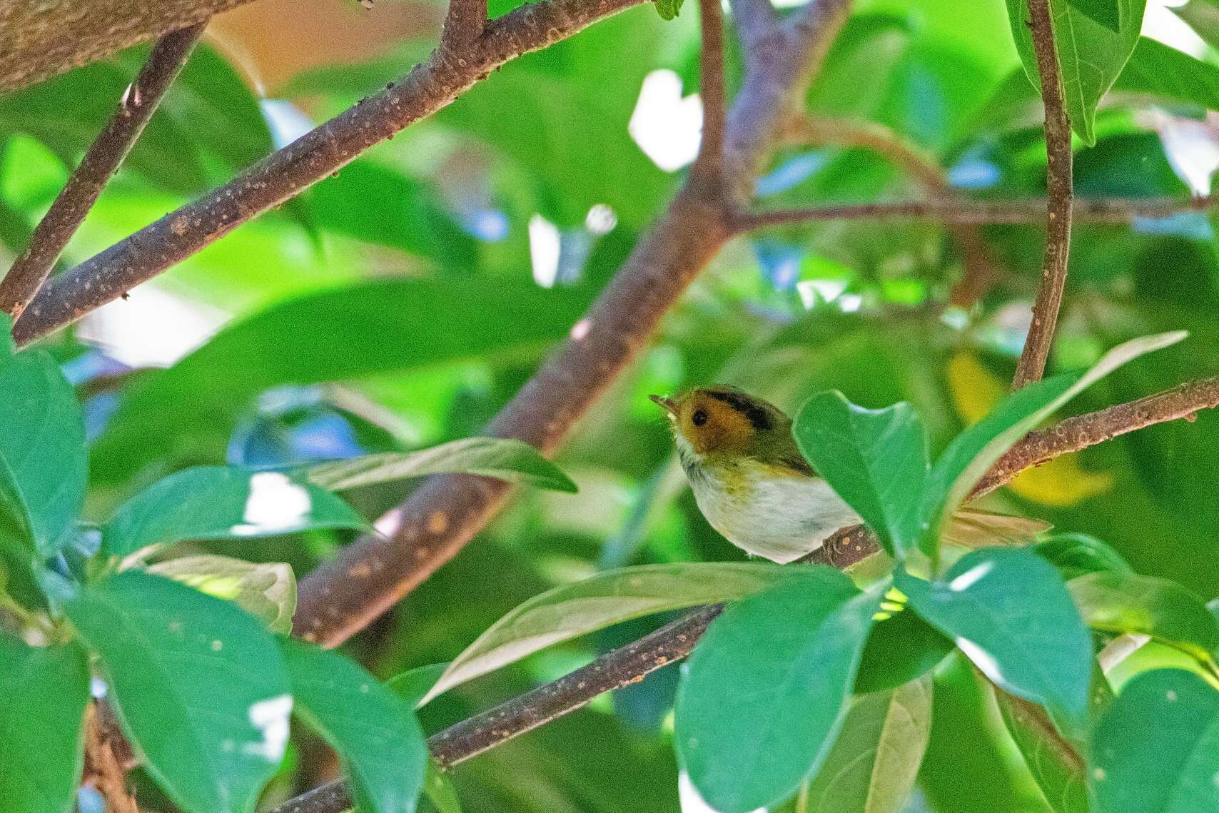 Image of Rufous-faced Warbler