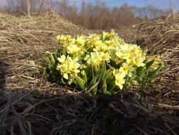 Image of Primula elatior subsp. pallasii (Lehm.) W. W. Sm. & Forrest