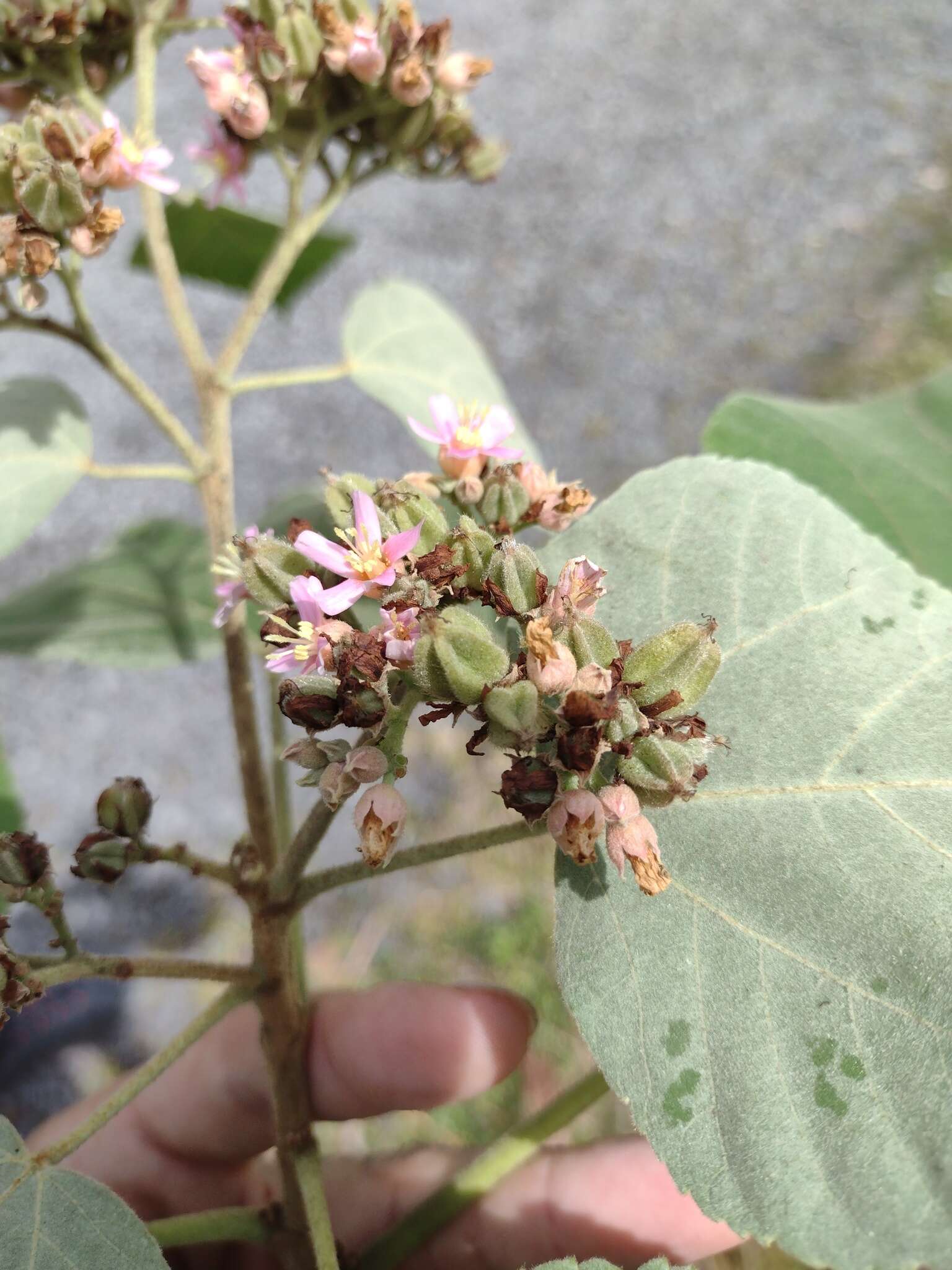 Image de Melochia umbellata (Houtt.) Stapf