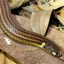 صورة Apostolepis nigrolineata (Peters 1869)