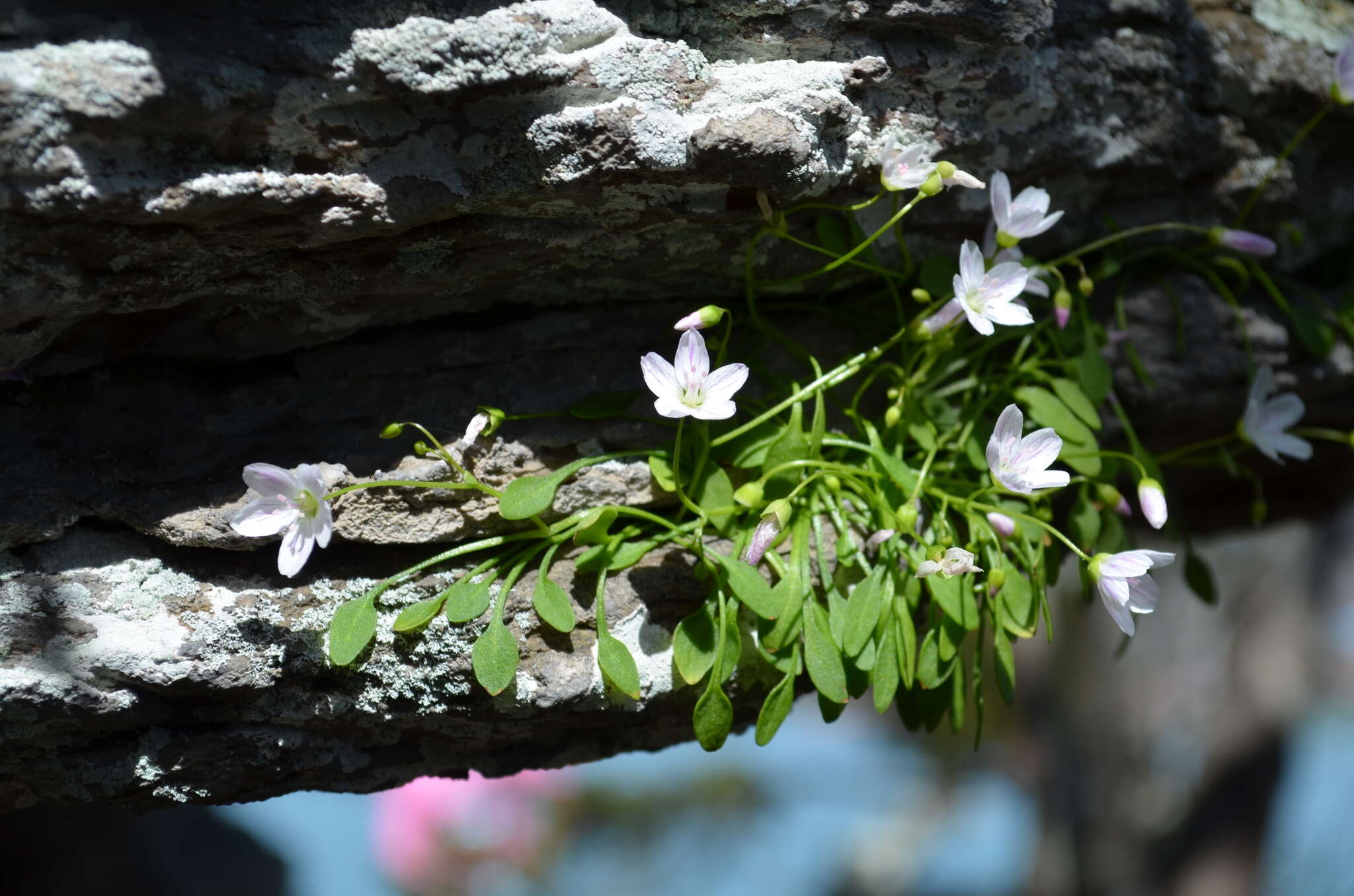 Image of Claytonia arkansana Yatsk., R. Evans & Witsell