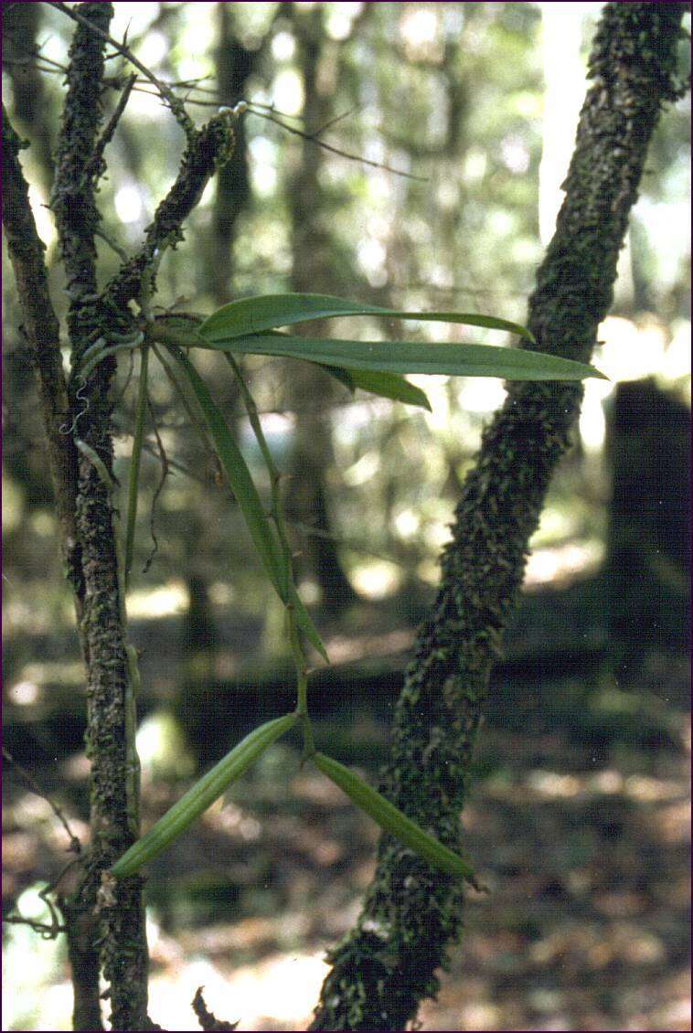 Image of Butterfly orchid