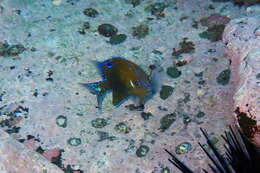 Image of White-ear scalyfin