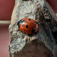 Image of Coccinella difficilis Crotch 1873