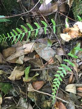 Goniopteris radicans (Poir.) Farw. resmi