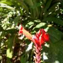 صورة Ruellia colonensis D. C. Wassh.