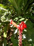 صورة Ruellia colonensis D. C. Wassh.