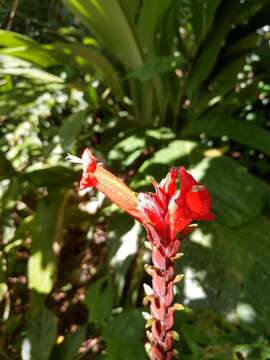 Imagem de Ruellia colonensis D. C. Wassh.