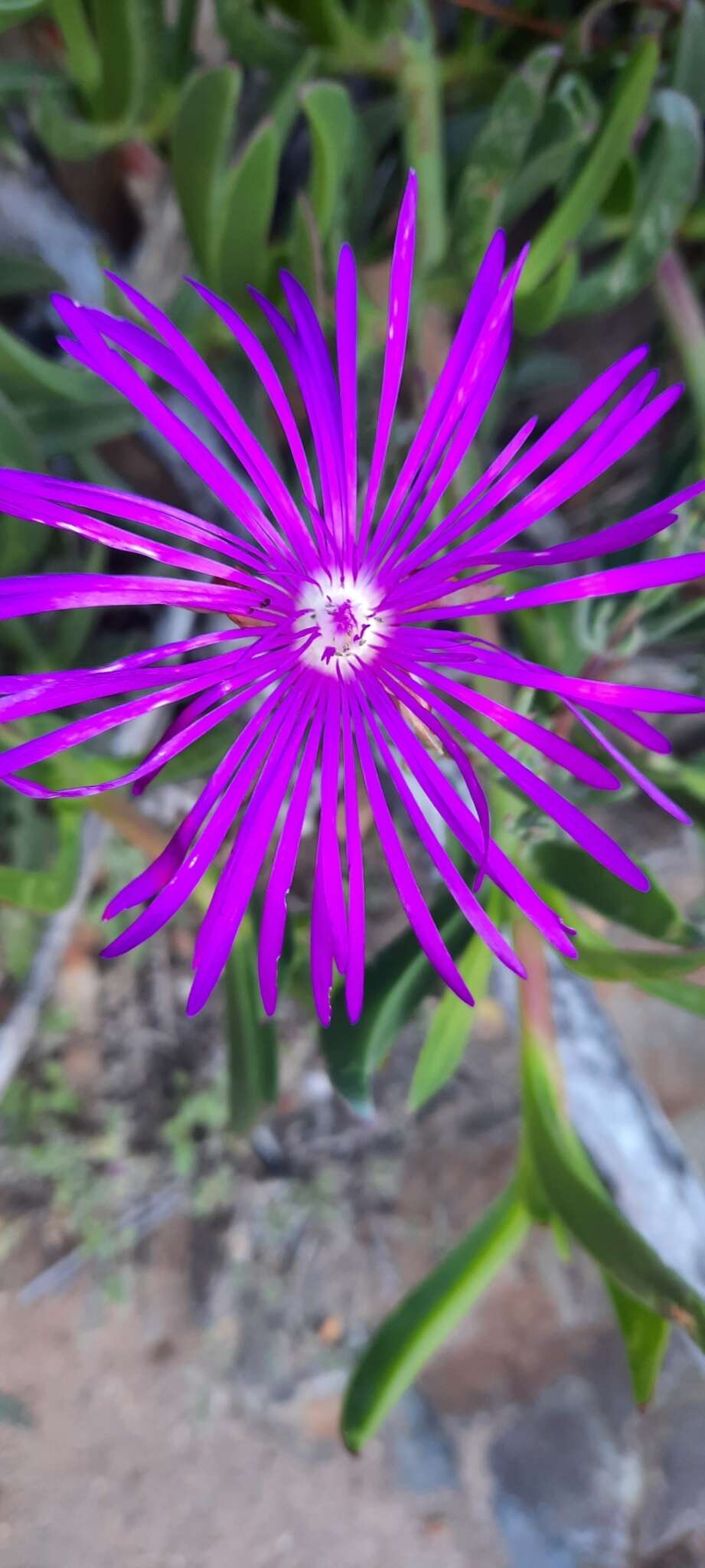 Image of Lampranthus affinis L. Bol.