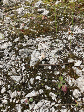 Image of chocolate chip lichen