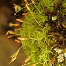 Image of cynodontium moss
