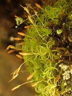 Image of cynodontium moss