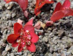 Euphorbia densiflora (Klotzsch) Klotzsch的圖片